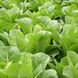 Айвона - насіння салату, 1000 шт (драже), Rijk Zwaan 72148 фото 5