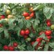 Силует F1 - насіння томата, 500 шт, Syngenta 42-212 фото 3