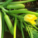 Эзра F1 - семена кабачка, 500 г, Hazera 17448 фото 3