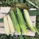 Айрон F1 - насіння кукурудзи білої, 25 000 шт, Spark Seeds 25049 фото 1
