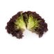 Атмос - насіння салату, 1000 шт (драже), Rijk Zwaan 26133 фото 2