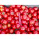 Шаста F1 - насіння томата, 10 шт, Lark Seeds (Пан Фермер) 04321 фото 5