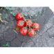Шаста F1 - насіння томата, 10 шт, Lark Seeds (Пан Фермер) 04321 фото 8