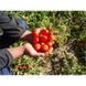 Шаста F1 - насіння томата, 10 шт, Lark Seeds (Пан Фермер) 04321 фото 7