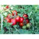 Шаста F1 - насіння томата, 10 шт, Lark Seeds (Пан Фермер) 04321 фото 6