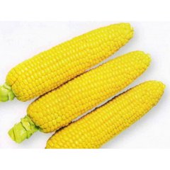 1708 F1 - насіння кукурудзи, 2500 шт, Spark Seeds 66244 фото