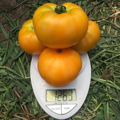 Світ Сан F1 - насіння томата, 2500 шт, Spark Seeds 89200 фото