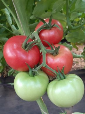 Сім-Сім (EZ 777) F1 - насіння томата, 250 шт, Libra Seeds 74942 фото