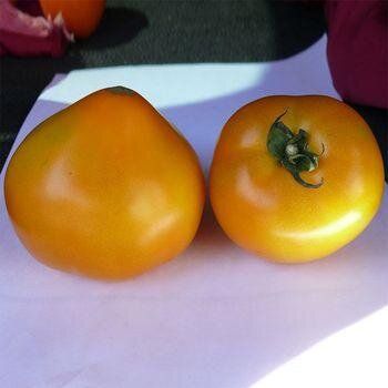 Світ Сан F1 - насіння томата, 500 шт, Spark Seeds 03332 фото