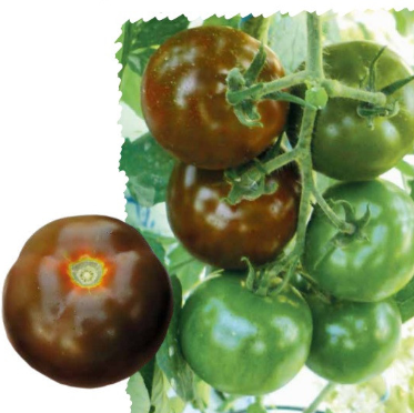 Мавр F1 - насіння томата, 250 шт, Lark Seeds 29384 фото