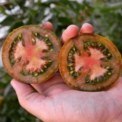 Мавр F1 - насіння томата, 250 шт, Lark Seeds 29384 фото