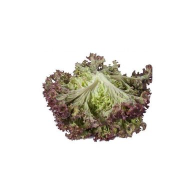 Сатін - насіння салату, 1000 шт (драже), Rijk Zwaan 42597 фото