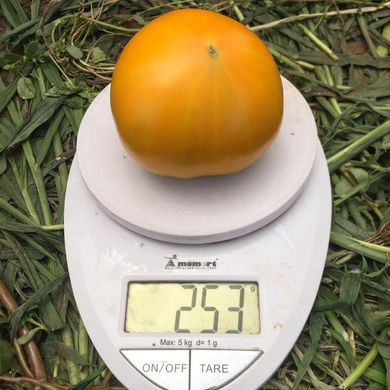 Світ Сан F1 - насіння томата, 500 шт, Spark Seeds 03332 фото