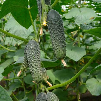 Лютояр F1 - насіння огірка, 500 шт, Yuksel seeds 85570 фото