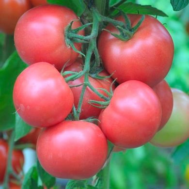 Торбей F1 - семена томата, 50 шт, Bejo (Пан Фермер) 01733 фото