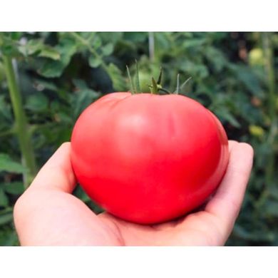 Торбей F1 - насіння томата, 1000 шт, Bejo 90909 фото
