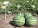 Крисби F1 - семена арбуза, 1000 шт, Nunhems 67047 фото 3