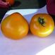 Світ Сан F1 - насіння томата, 500 шт, Spark Seeds 03332 фото 4