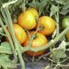 Світ Сан F1 - насіння томата, 500 шт, Spark Seeds 03332 фото 5