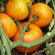 Світ Сан F1 - насіння томата, 500 шт, Spark Seeds 03332 фото 3