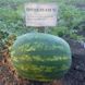 Найси F1 (КС 638 F1) - семена арбуза, 1000 шт, Kitano 14617 фото 2