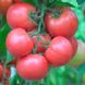 Торбей F1 - насіння томата, 1000 шт, Bejo 90909 фото 4