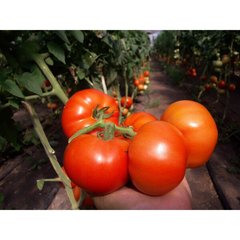 Сігнора F1 - насіння томата, 250 шт, Esasem 95193 фото