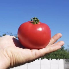 Альма (EZ 2104) F1 - насіння томата, 250 шт, Libra Seeds 11660 фото