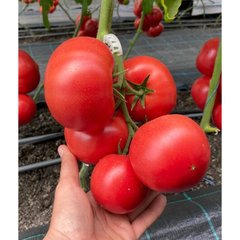 Сіберіте 916 F1 - насіння томата, 100 шт, Rijk Zwaan 15190 фото