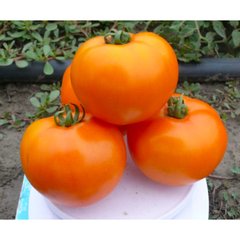 Солідо F1 - насіння томата, 500 шт, Spark Seeds 03333 фото