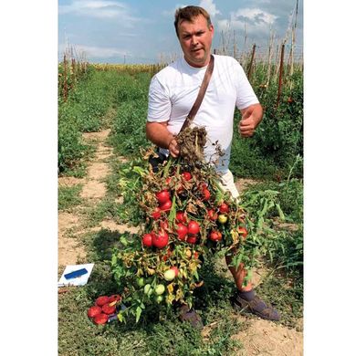 Альма (EZ 2104) F1 - насіння томата, 250 шт, Libra Seeds 11660 фото