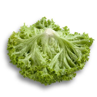 Левістро - насіння салату, 5000 шт (драже), Rijk Zwaan 48825 фото