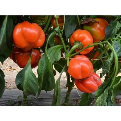 Оранж Босс F1 - насіння солодкого перцю, 500 шт, Spark Seeds 35211 фото