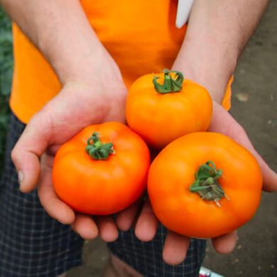 Солідо F1 - насіння томата, 500 шт, Spark Seeds 03333 фото