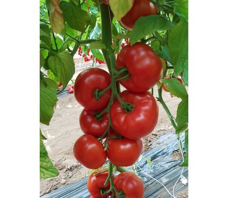 Сігнора F1 - насіння томата, 250 шт, Esasem 95193 фото