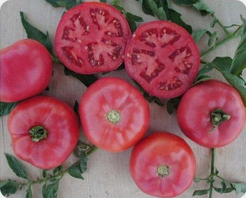 Пінк Буш F1 - насіння томата, 1000 шт, Sakata 37244 фото