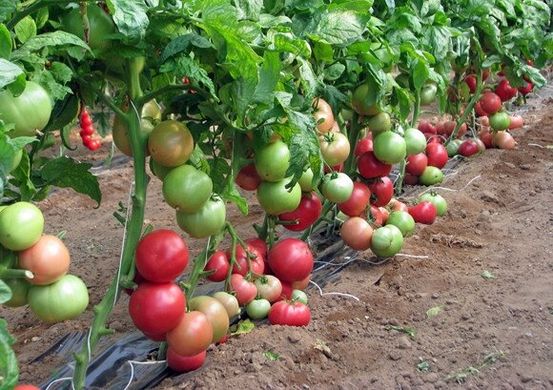 Пінк Буш F1 - насіння томата, 1000 шт, Sakata 37244 фото