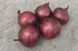 Ред Рум F1 - насіння цибулі, 10 000 шт, Bejo 93161 фото 3