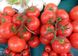 Пінк Буш F1 - насіння томата, 1000 шт, Sakata 37244 фото 3