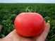 Пінк Буш F1 - насіння томата, 1000 шт, Sakata 37244 фото 4