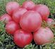 Пінк Буш F1 - насіння томата, 1000 шт, Sakata 37244 фото 1