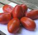 Інкас F1 - насіння томата, 1000 шт, Nunhems 99378 фото 2