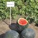 Ред Стар F1 - семена арбуза, 1000 шт, Nunhems 67048 фото 4