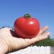Альма (EZ 2104) F1 - насіння томата, 250 шт, Libra Seeds 11660 фото 1