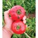 Альма (EZ 2104) F1 - семена томата, 1000 шт, Libra Seeds 11670 фото 4