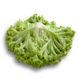 Левістро - насіння салату, 5000 шт (драже), Rijk Zwaan 48825 фото 2