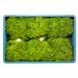 Левістро - насіння салату, 5000 шт (драже), Rijk Zwaan 48825 фото 5