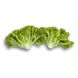 Левістро - насіння салату, 5000 шт (драже), Rijk Zwaan 48825 фото 3