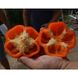 Оранж Босс F1 - насіння солодкого перцю, 500 шт, Spark Seeds 35211 фото 2