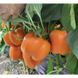 Оранж Босс F1 - семена сладкого перца, 500 шт, Spark Seeds 35211 фото 1
